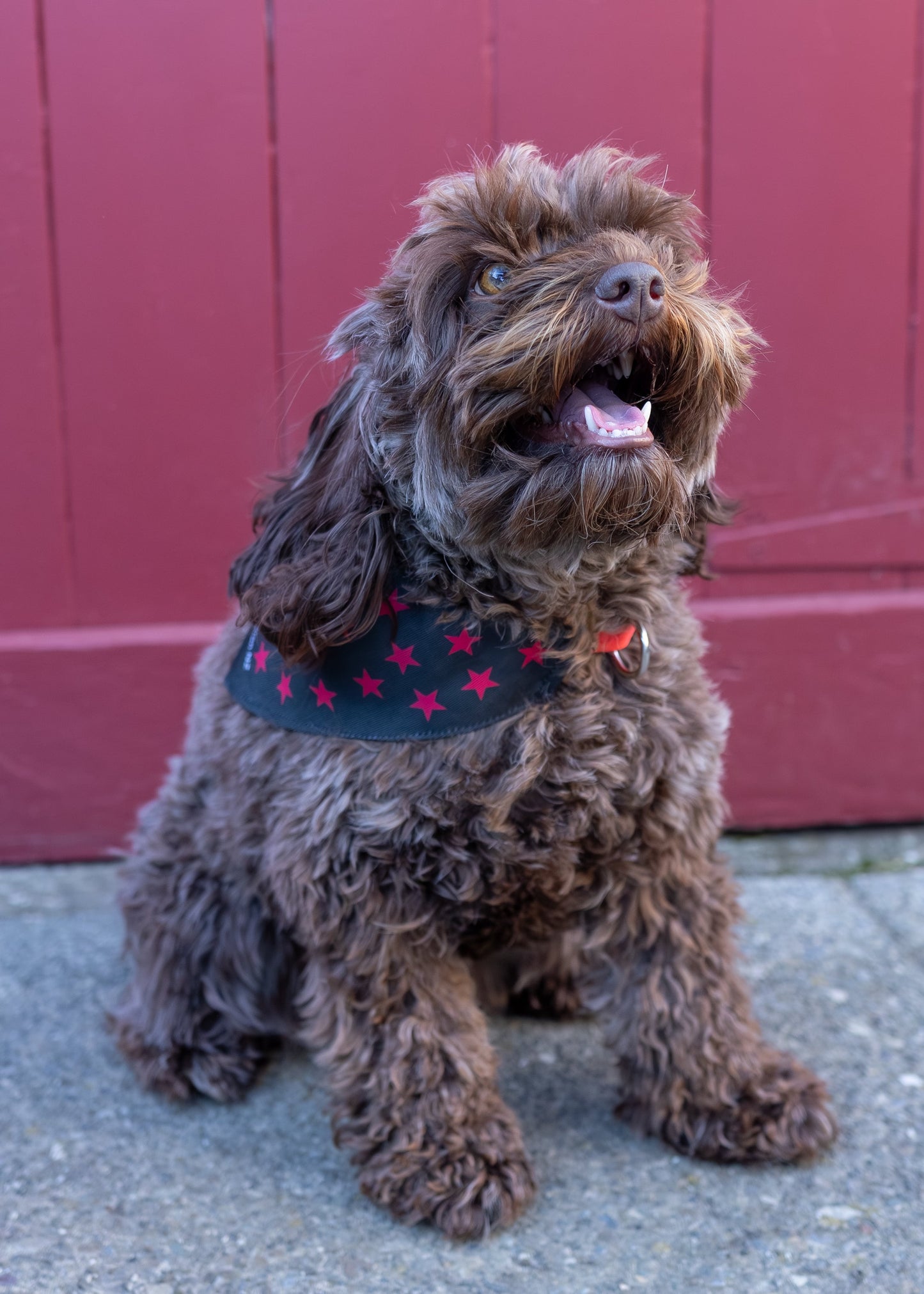 Dog merch pack: Small/Medium - Pawgust!