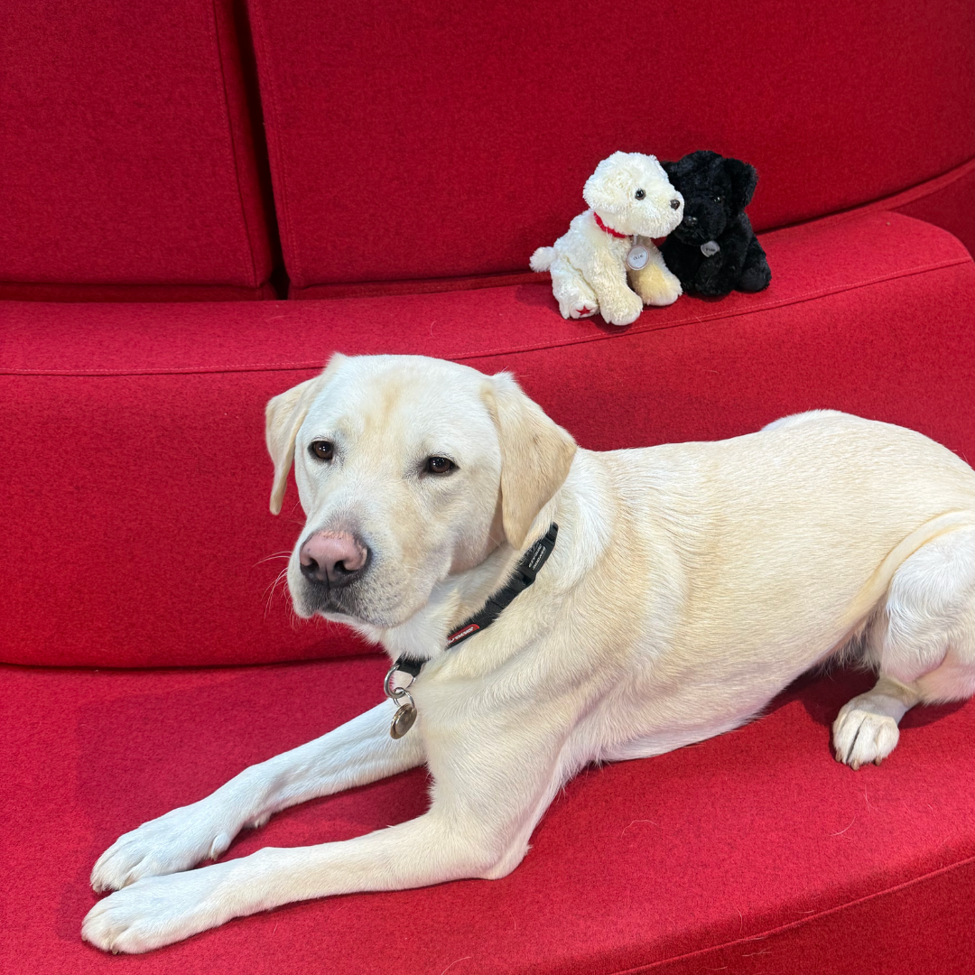 Ollie and Fido - The Good Dogs Duo